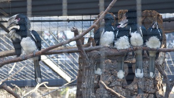 321-2250 San Diego Zoo - Trumpeter Hornbills